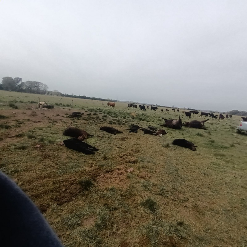 Robo y faena de animales en un campo sobre Avenida Avellaneda